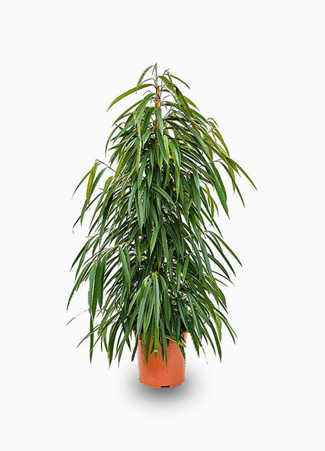 Ficus Amstel Queen 120-150cm