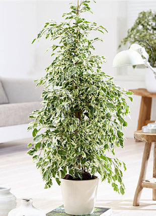 Ficus Benjamina Holland Or Twilight 100 cm to 120 cm