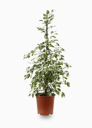 Ficus Benjamina Holland Or Twilight 100 cm to 120 cm