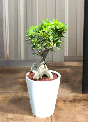 Ficus Ginseng Bonsai 25 – 30cm