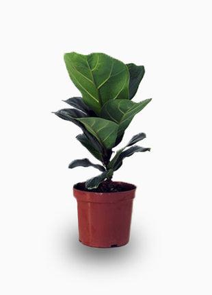 Fiddle Leaf Mini
