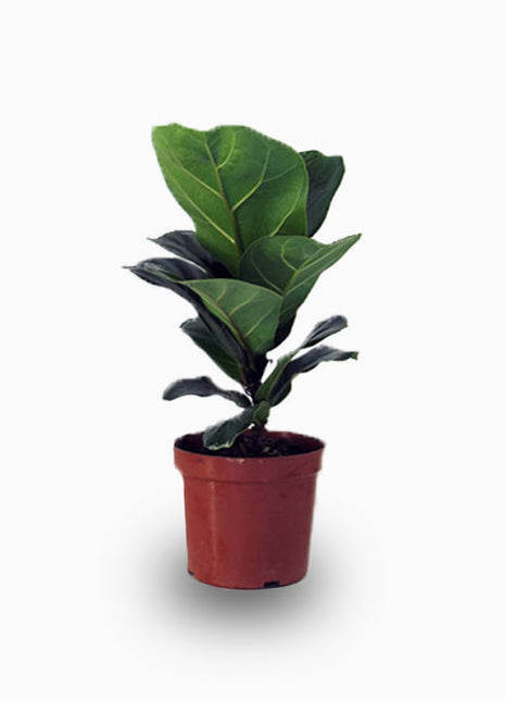 Fiddle Leaf Mini