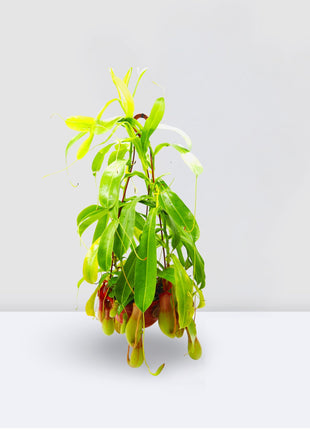 Nepenthes or Monkey Jar