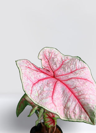 Caladiums or Angel Wings &#8220;Assorted&#8221; Top Quality Indoor Plants&#8221;