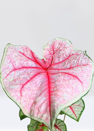 Caladiums or Angel Wings &#8220;Assorted&#8221; Top Quality Indoor Plants&#8221;