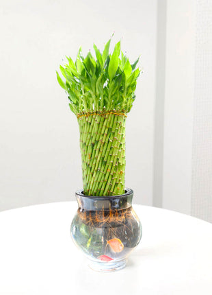 Lucky Bamboo Fish Bowl &#8220;70cm Height&#8221;