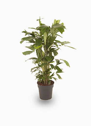 Fishtail palm 120 &#8211; 140cm