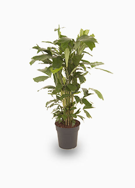 Fishtail palm 120 &#8211; 140cm