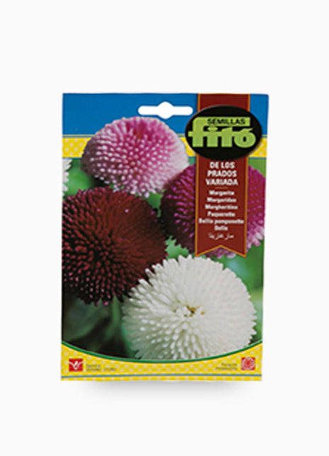 Fito Bellis Pomponette Flower Seeds