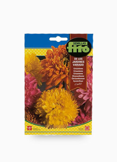 Fito Chrysanthemum Flower Seeds