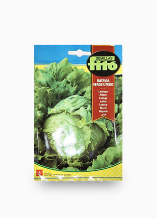 Lettuce &#8216;Webbs Wonderful&#8217; &#8211; Fito Seeds