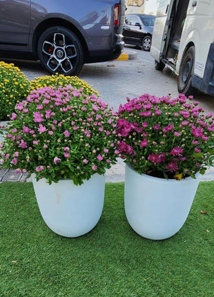 Outdoor Flower Per Pot Promo