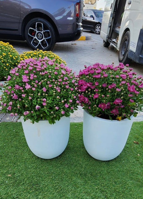 Outdoor Flower Per Pot Promo