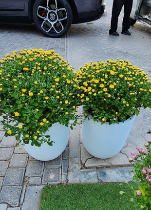 Outdoor Flower Per Pot Promo