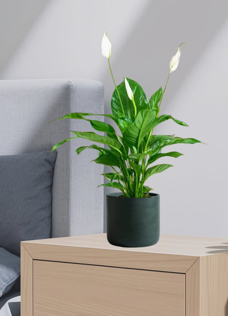 Peace Lily or Spathiphyllum or &#8220;زنبق السلام&#8221;