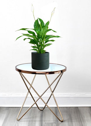 Peace Lily or Spathiphyllum or &#8220;زنبق السلام&#8221;