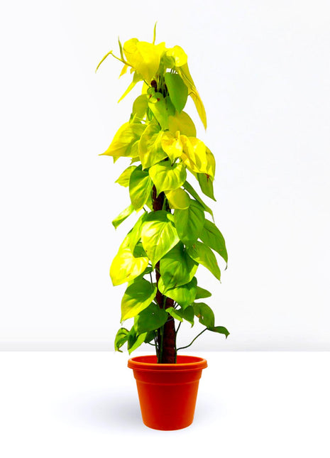 Scindapsus Golden &#8220;Golden Money Plant&#8221; 80-90cm