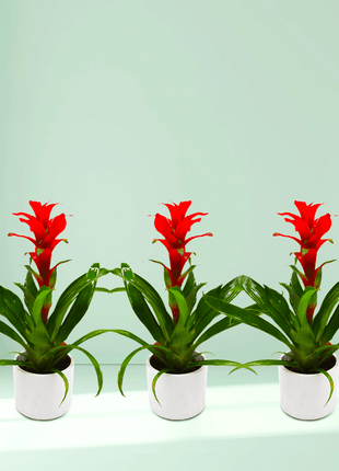 Trio of  Red Guzmania Bromeliads