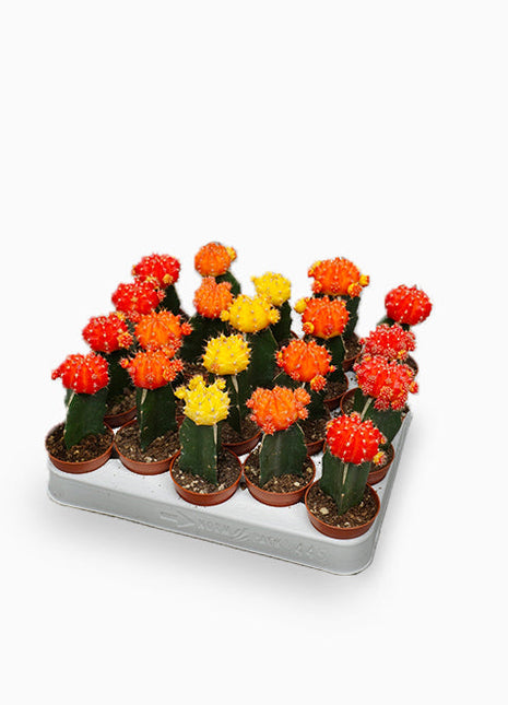 Gymnocalycium mix 15-20cm