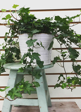 Hedera Helix or English Ivy الإنجليزية اللبلاب