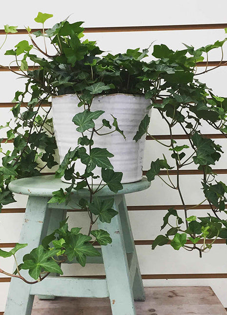 Hedera Helix or English Ivy الإنجليزية اللبلاب