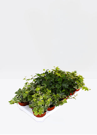 Hedera helix or English Ivy "Mixed Per Plant" 10-15cm