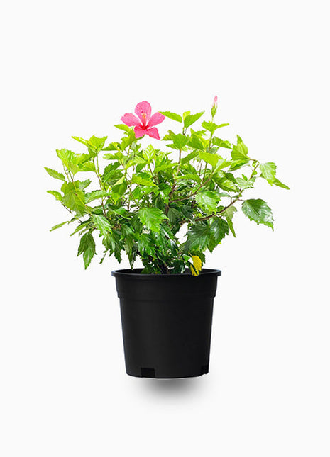 https://i0.wp.com/www.greensouq.ae/wp-content/uploads/2021/02/Hibiscus-1.jpg?fit=720%2C660&ssl=1
