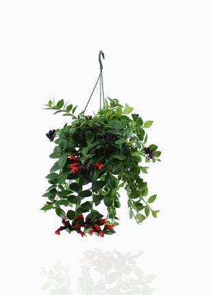 Aeschynanthus or Mona Lisa