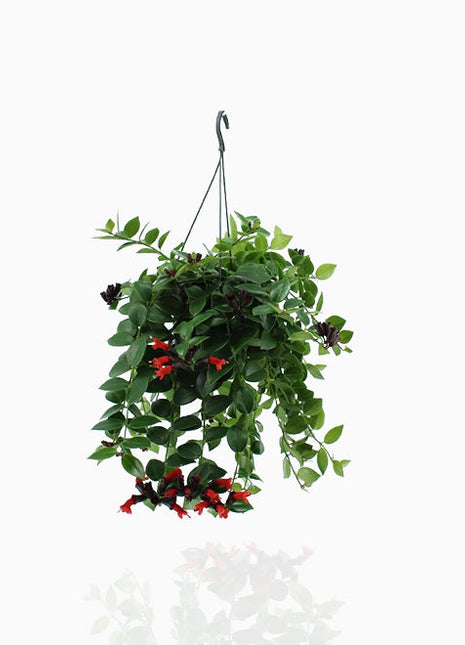 Aeschynanthus or Mona Lisa