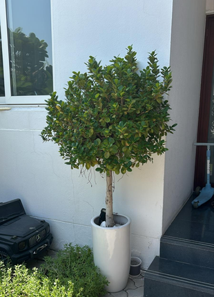 Single Head Ficus Promo