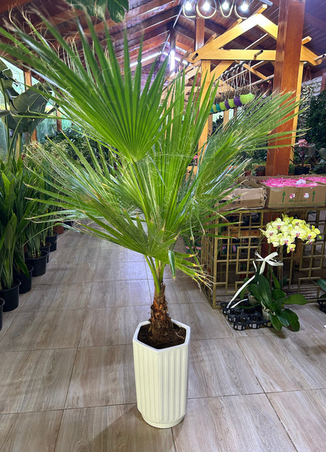 199DH Washintonia Big in Long Pot PROMO