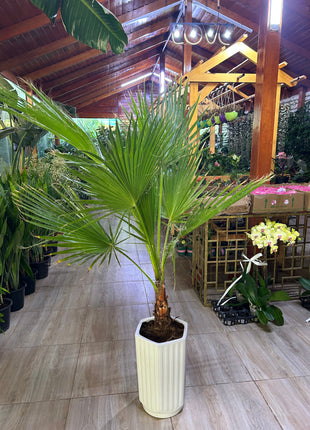 199DH Washintonia Big in Long Pot PROMO