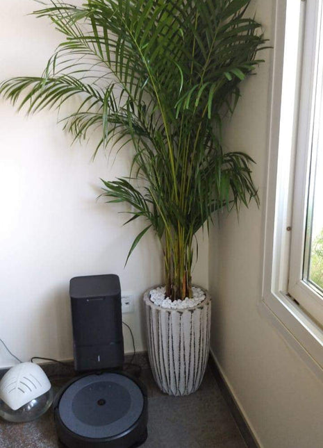 Office Plants Areca Medium PROMO