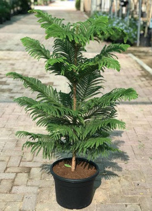 Strelitzia Nicolai or Bird of Paradise طائر الجنة in Black Ceramic Pot 1.8-2m