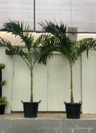 Vietchia Palm Each PROMO