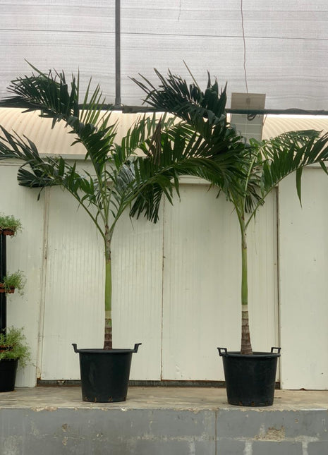 Vietchia Palm Each PROMO