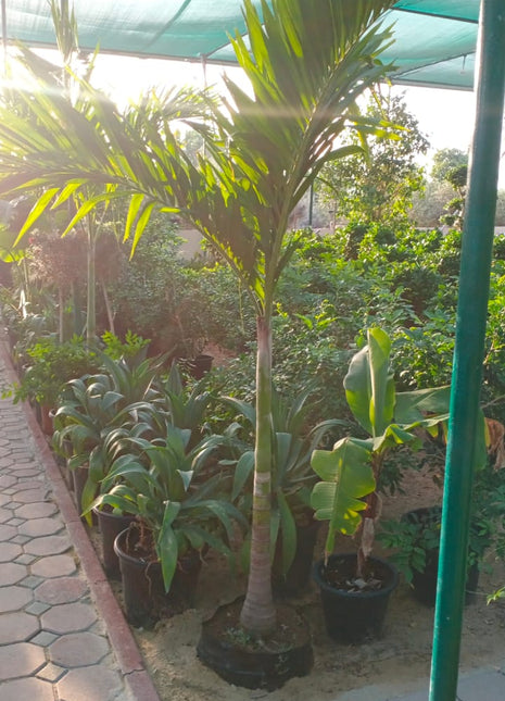 Vietchia Palm Each PROMO