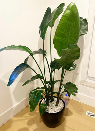 Birds of Paradise in Black pot PROMO