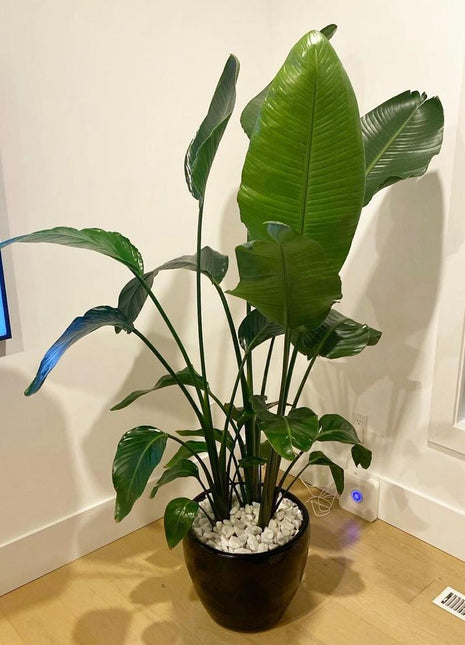 Birds of Paradise in Black pot PROMO