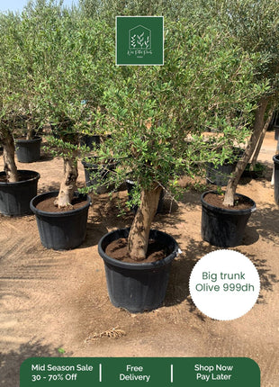 OLIVE Big Trunk PROMO
