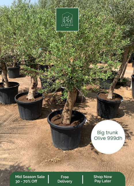 OLIVE Big Trunk PROMO