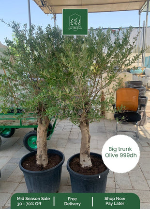 OLIVE Big Trunk PROMO