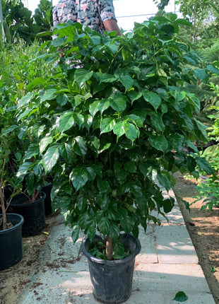 Chinadoll in Nursery Pot Promo