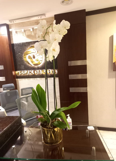 Orchid Natural Table Plant PROMO