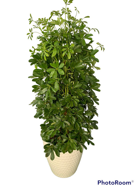 Umbrella Plant XL Promo