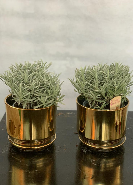 Lavender Table Plant Each Promo