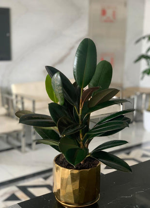 Table plant in gold (rubber plant) PROMO