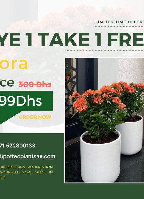Ixora Bundle BUY 1 TAKE PROMO