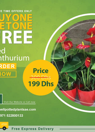 Red Anthorium buy1 Take1 PROMO