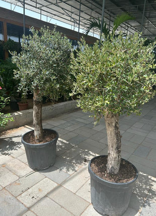 Olive Tree XL Trunk Promo